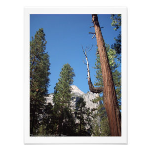 "Waldkaktus" Yosemite-Tal-Foto-Druck! Fotodruck