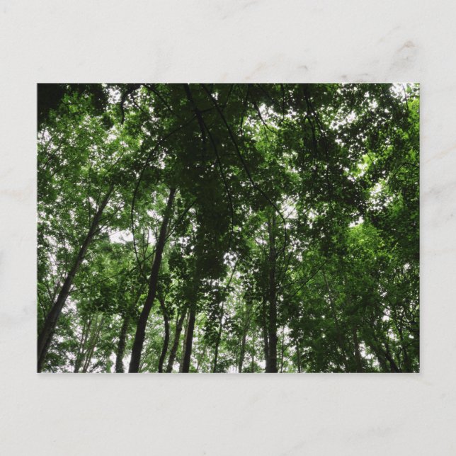 Waldkanopie 01 postkarte (Vorderseite)