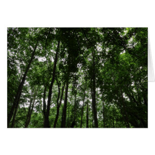 Waldkanopie 02