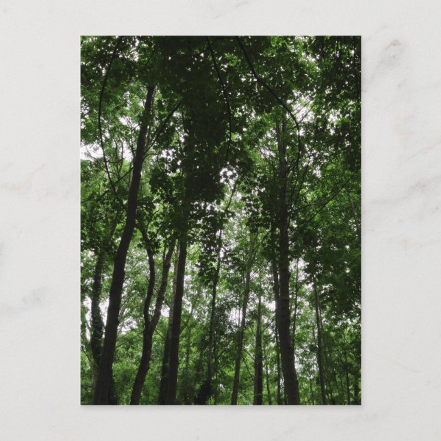 Waldkanopie 02 postkarte (Vorderseite)
