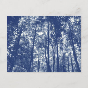 Waldkronendach - Cyanotypie-Effekt Postkarte