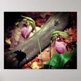 Waldland Pink Wilde Lady Slipper Orchid Blume Poster