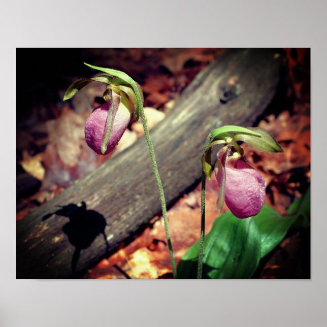 Waldland Pink Wilde Lady Slipper Orchid Blume Poster (Vorne)