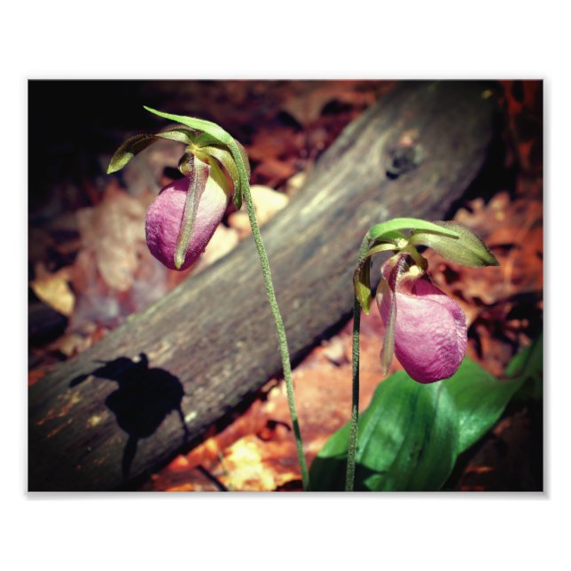 Waldland Pink Wilde Lady Slipper Orchideen Blume 8 Fotodruck (Vorne)
