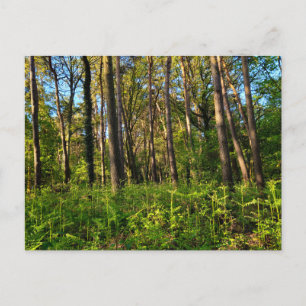Waldland postkarte