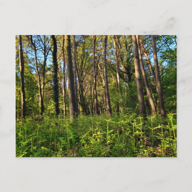 Waldland  postkarte (Vorderseite)