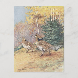 Waldland Ruffe Grouse Postkarte