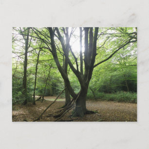 Waldland Sunshine Postcard Postkarte