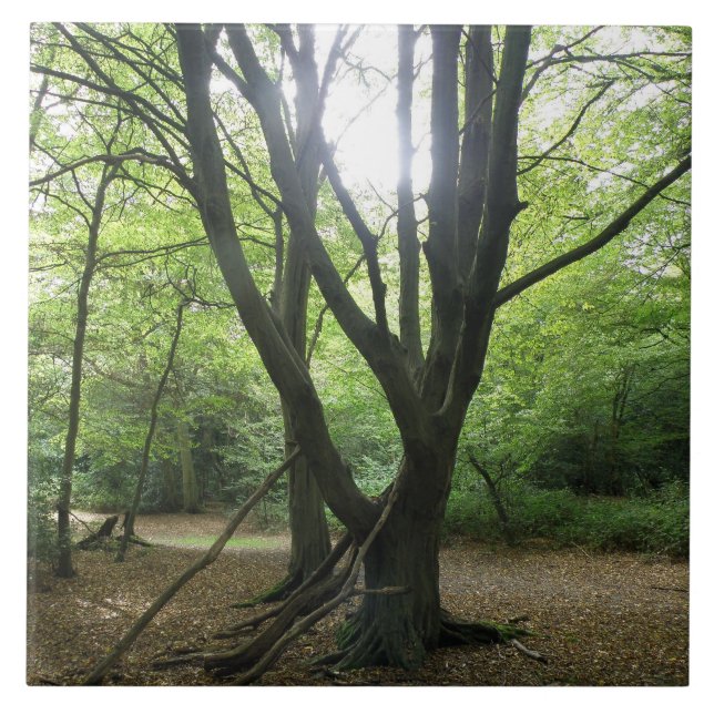 Waldland Sunshine Tile Fliese (Vorderseite)