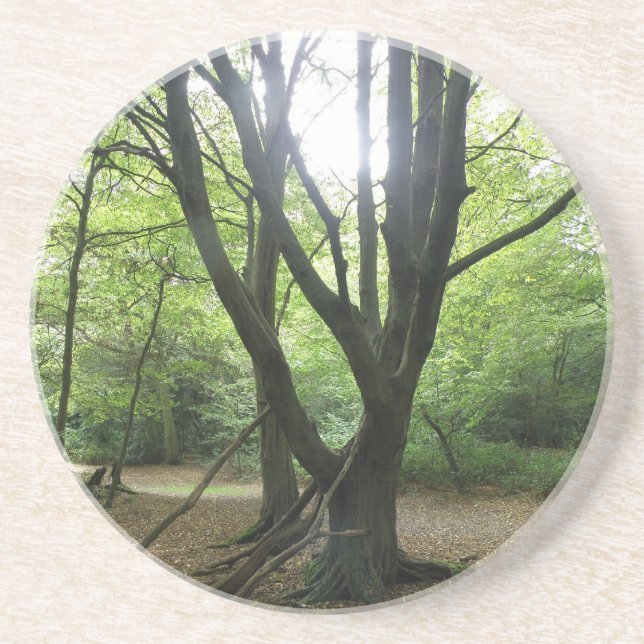 Waldland Sunshine Untersetzer (Vorne)