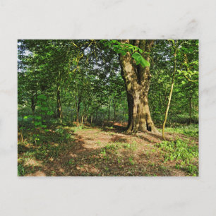 Waldlandschaft. Blackweir Woods, Cardiff Postcard Postkarte
