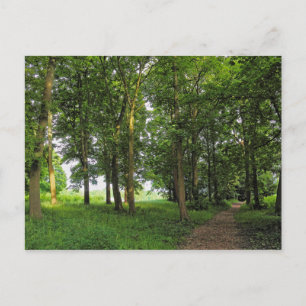 Waldlandschaft. Blackweir Woods, Cardiff Postcard Postkarte