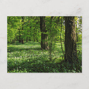 Waldlandschaft. Blackweir Woods, Cardiff Postcard Postkarte
