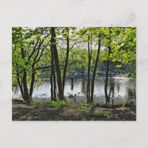 Waldlandschaft. Blackweir Woods, Cardiff Postcard Postkarte