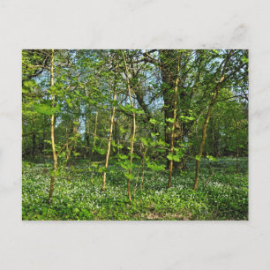 Waldlandschaft. Blackweir Woods, Cardiff Postcard Postkarte
