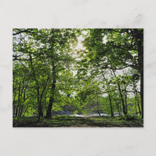 Waldlandschaft. Blackweir Woods, Cardiff Postcard Postkarte