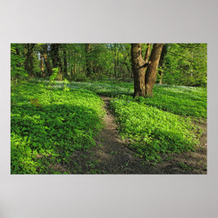 Waldlandschaft. Blackweir Woods, Cardiff Poster