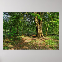 Waldlandschaft. Blackweir Woods, Cardiff