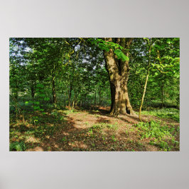 Waldlandschaft. Blackweir Woods, Cardiff Poster