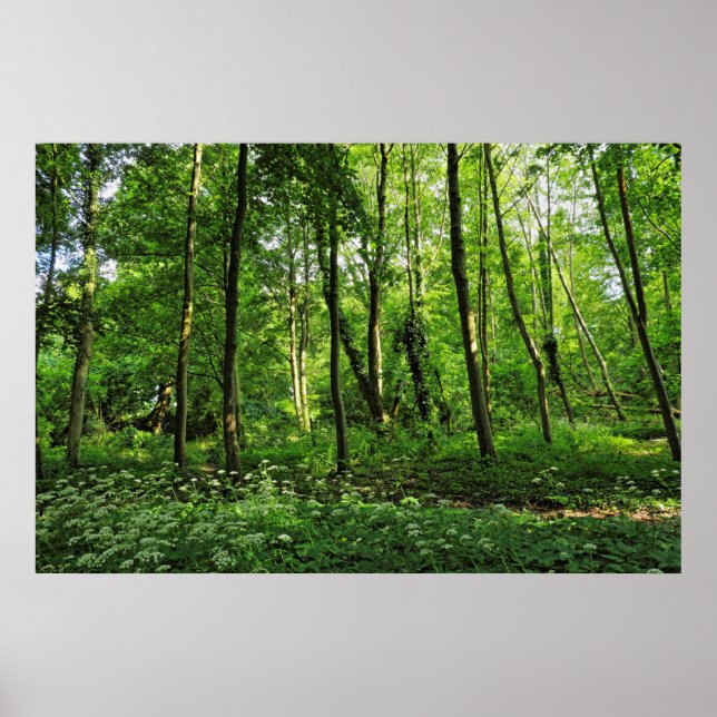 Waldlandschaft. Blackweir Woods, Cardiff Poster (Vorne)