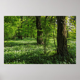 Waldlandschaft. Blackweir Woods, Cardiff Poster