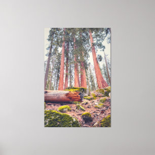 Waldlandschaft des Sequoia-Nationalparks Leinwanddruck