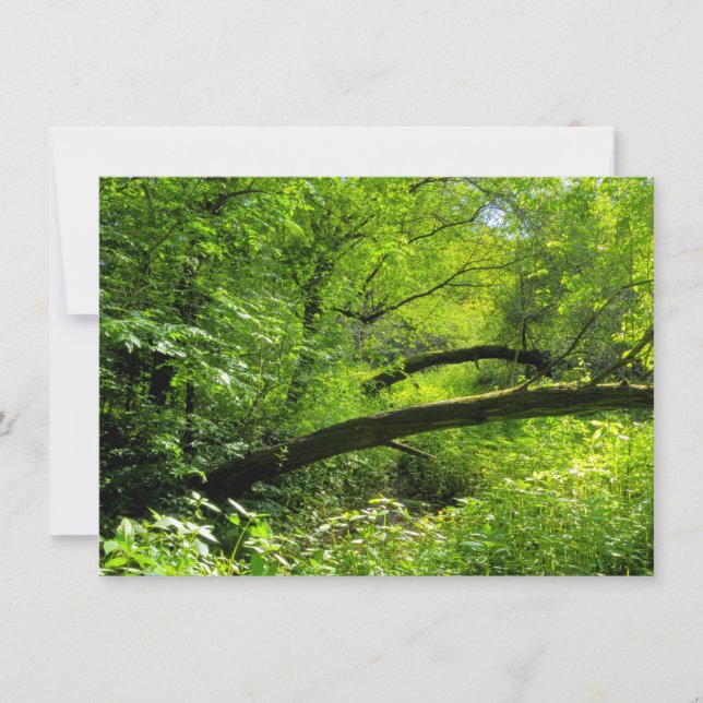 Waldlandschaft Karte (Vorderseite)