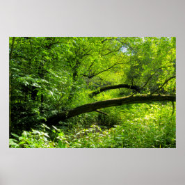 Waldlandschaft Poster