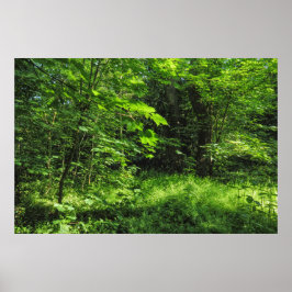 Waldlandschaft Poster