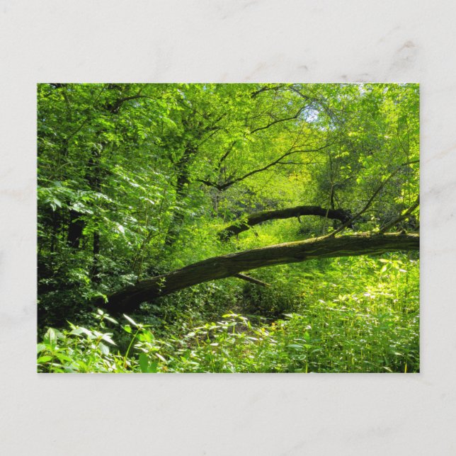 Waldlandschaft Postkarte (Vorderseite)