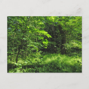Waldlandschaft Postkarte