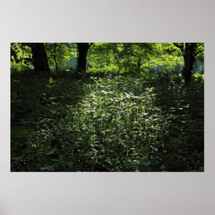 Waldlichter 01 poster