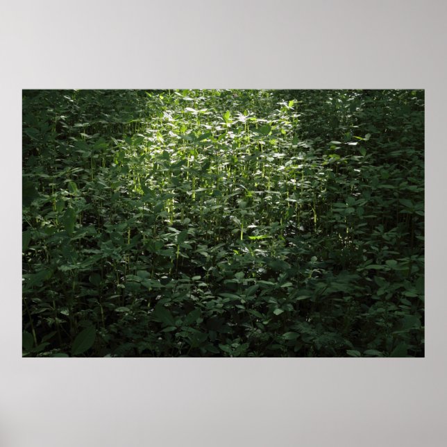 Waldlichter 02 poster (Vorne)