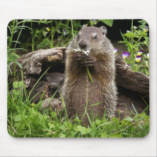 Waldmurmeltier beim Fressen einer Blume Mousepad