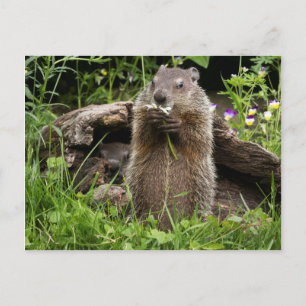 Waldmurmeltier beim Fressen einer Blume Postkarte