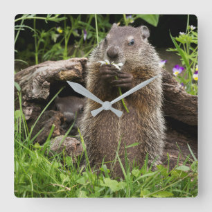 Waldmurmeltier beim Fressen einer Blume Quadratische Wanduhr