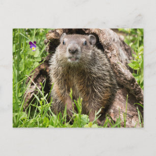 Waldmurmeltier in einem hohlen Baumstamm Postkarte