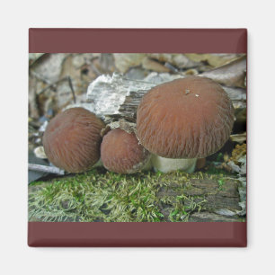 Waldmushrooms zur Koordination von Elementen Magnet