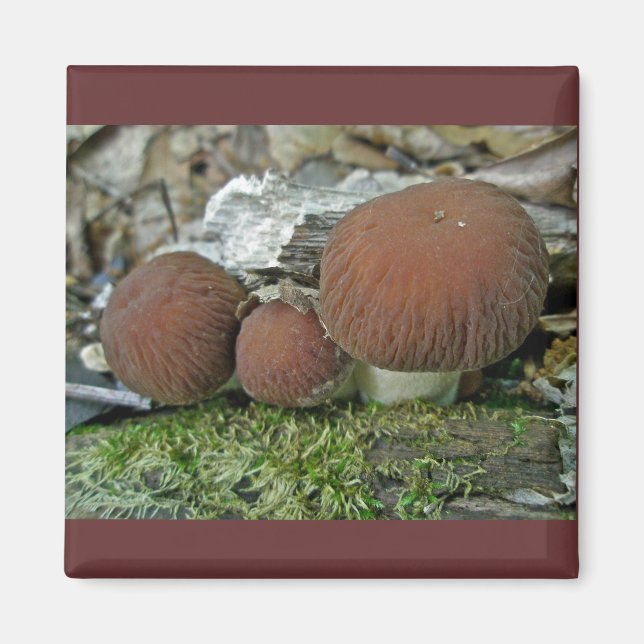 Waldmushrooms zur Koordination von Elementen Magnet (Vorne)