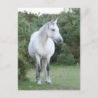 Waldpest Postkarte