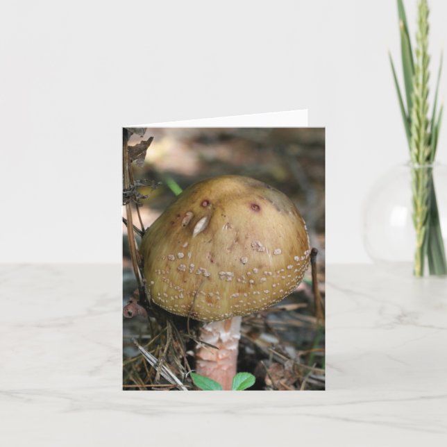 Waldpilz-Naturfotografie (Vorderseite)