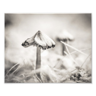 Waldpilz Schwarz-Weiß-Fine-Art Fotodruck