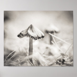 Waldpilz Schwarz-Weiß-Natur Poster