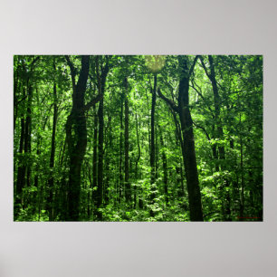 Waldposter #6182 poster