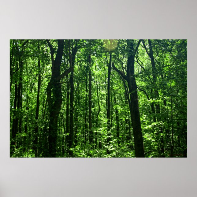 Waldposter #6182 poster (Vorne)