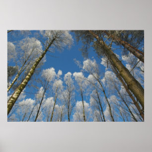 Waldposter, gefroren poster