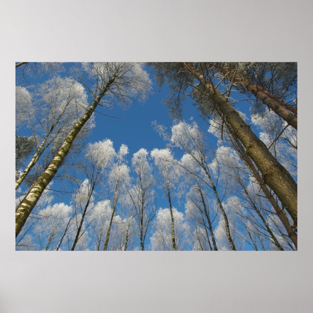 Waldposter, gefroren poster (Vorne)