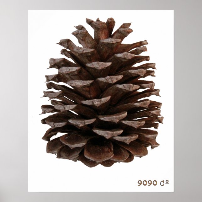 Waldposter Poster (Vorne)