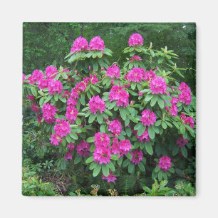 Waldrhododendron Magnet