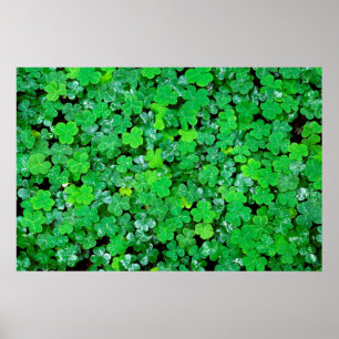Waldsauerklee im Frühling Poster